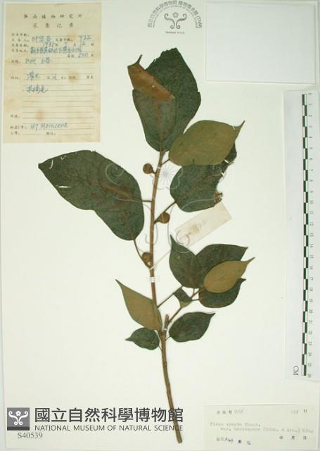 牛乳榕藏品圖，第1張