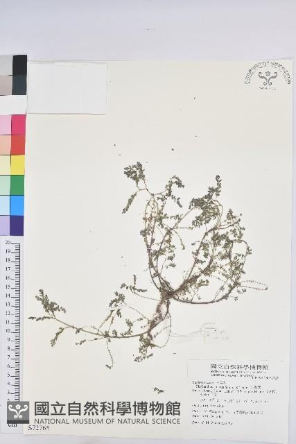 小返魂藏品圖，第1張