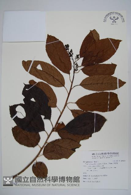 厚殼樹藏品圖，第1張