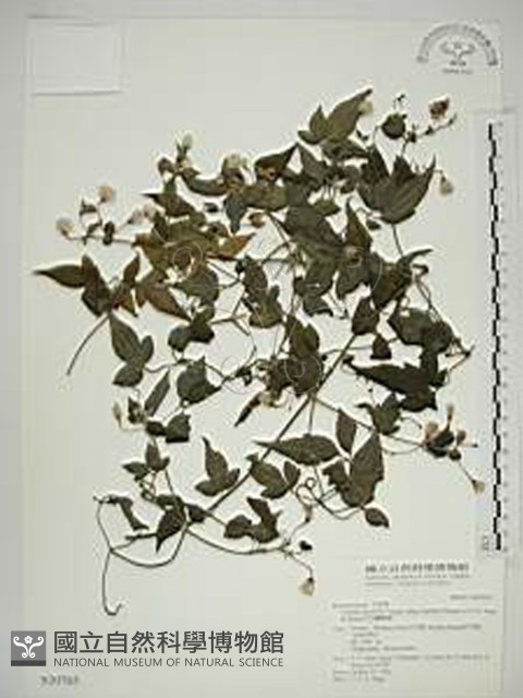 巴氏鐵線蓮藏品圖，第1張
