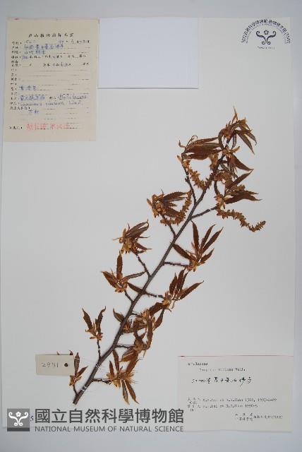 雷公鵝耳櫪藏品圖，第1張