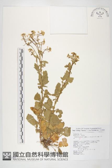 山芥菜藏品圖，第1張