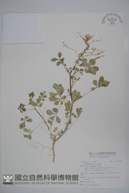 白花菜藏品圖，第1張