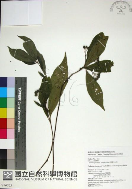 薄葉玉心花藏品圖，第1張