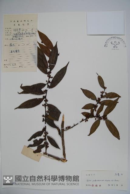 密毛假黃楊藏品圖，第1張