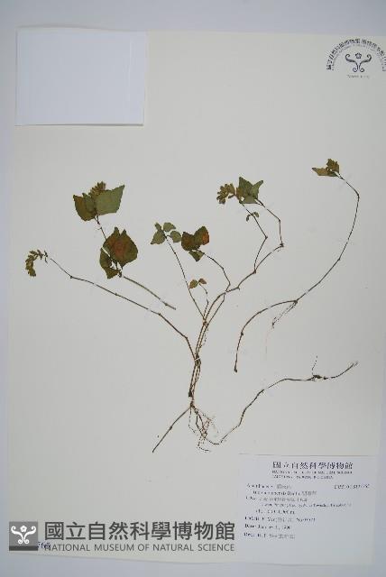 明萼草藏品圖，第1張