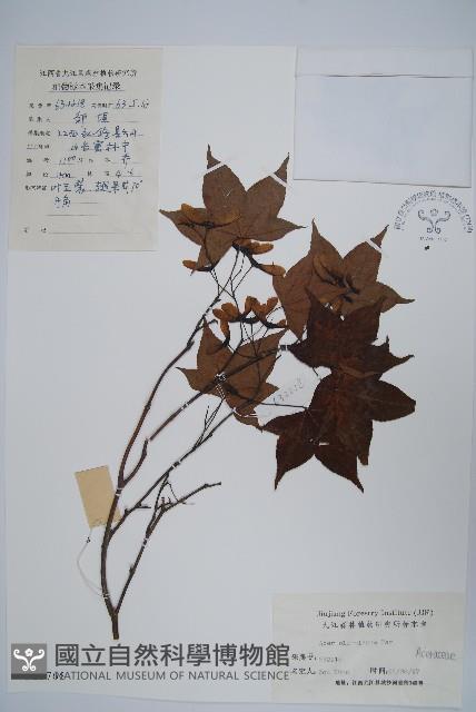 五裂槭藏品圖，第1張