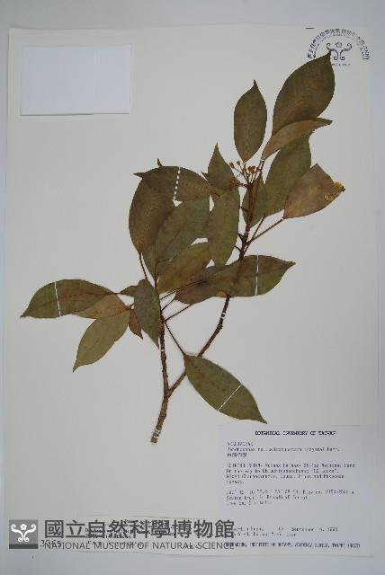 臺灣樹參藏品圖，第1張