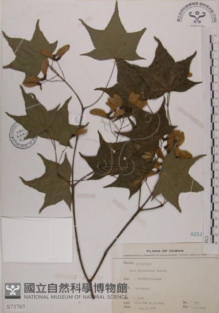 青楓藏品圖，第1張