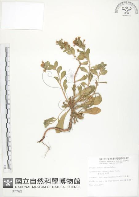 茅毛珍珠菜藏品圖，第1張