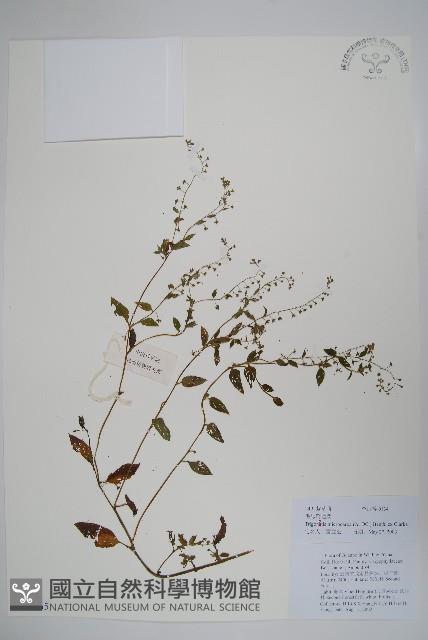 毛脈附地菜藏品圖，第1張