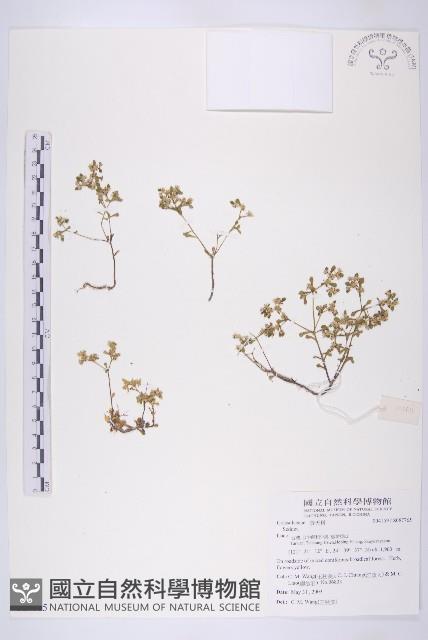 登錄號:S087765藏品圖，第1張