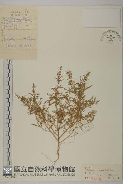 刺藜藏品圖，第1張