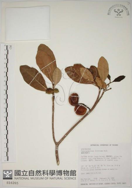 蘭嶼馬蹄花藏品圖，第1張