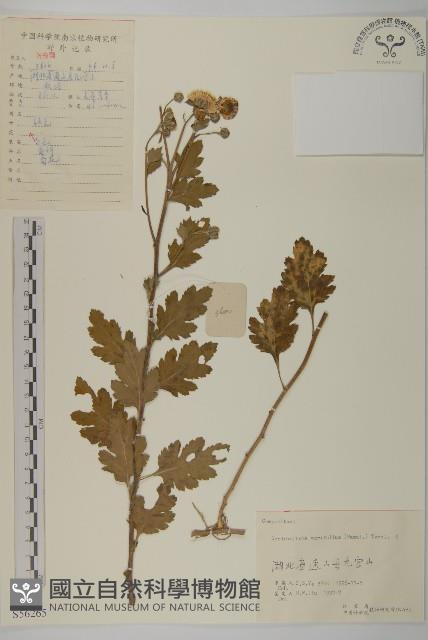 菊花藏品圖，第1張