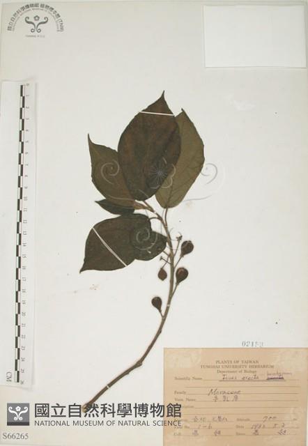 牛乳榕藏品圖，第1張