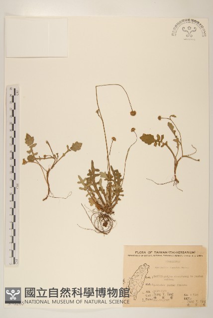 矮菊藏品圖，第1張