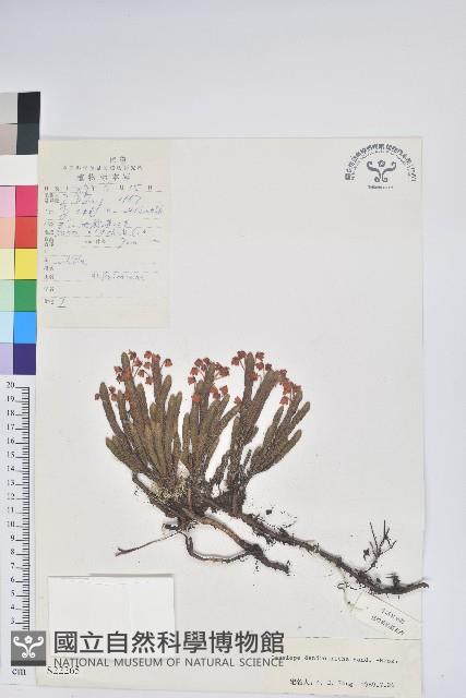 睫毛岩須藏品圖，第1張