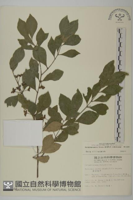 菱葉衛矛藏品圖，第1張