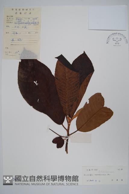 錐序水東哥藏品圖，第1張