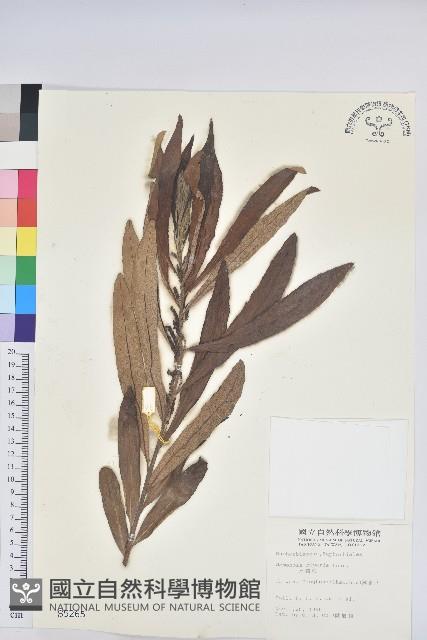 水楊梅、水柳仔藏品圖，第1張