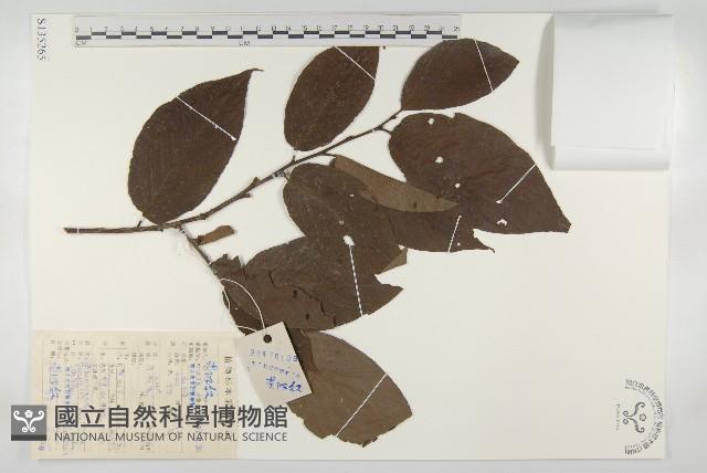 油柿藏品圖，第1張