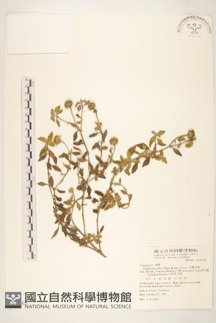 天蓬草舅藏品圖，第1張