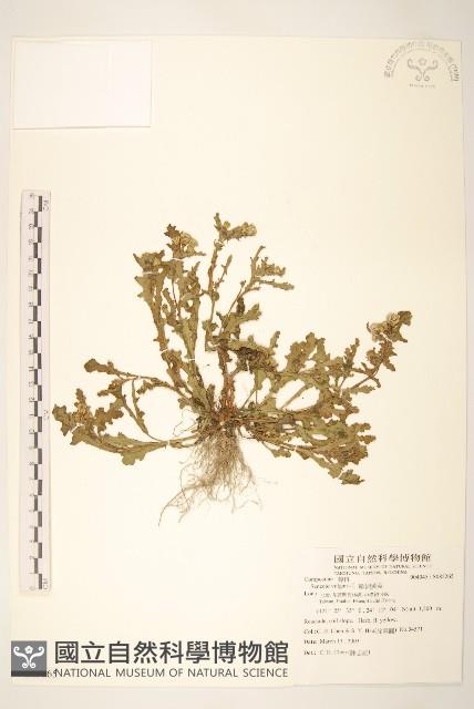 歐洲黃菀藏品圖，第1張