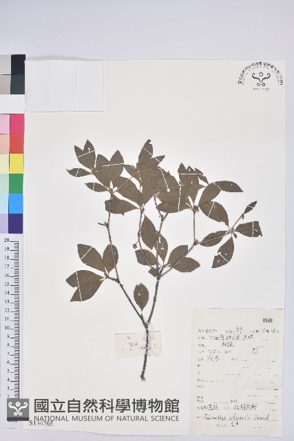 燈籠花藏品圖，第1張