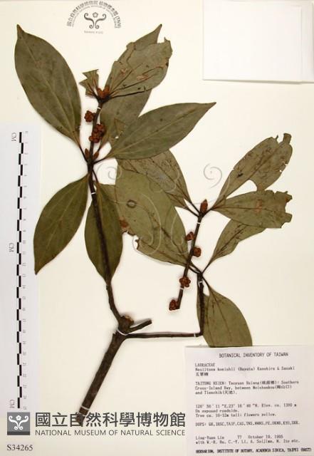 五掌楠藏品圖，第1張