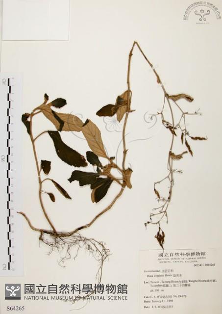 旋莢木藏品圖，第1張