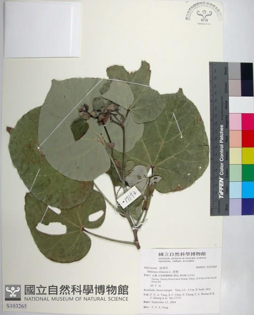 黃槿藏品圖，第1張