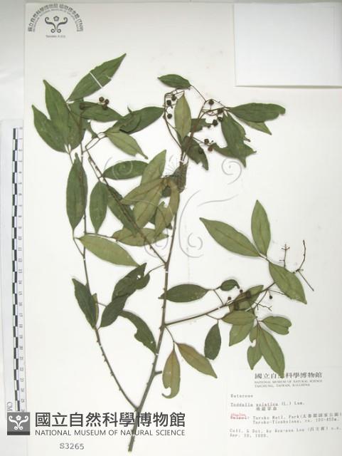 飛龍掌血藏品圖，第1張