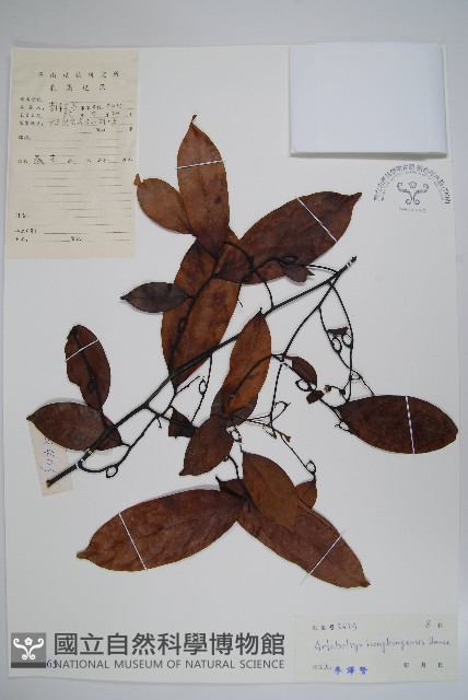 香港鷹爪花藏品圖，第1張