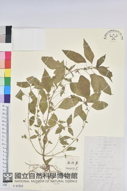 鐵莧菜藏品圖，第1張