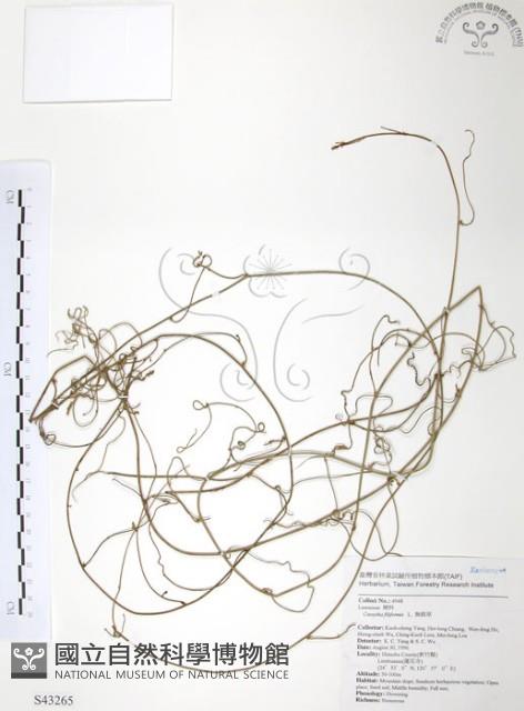 無根草藏品圖，第1張