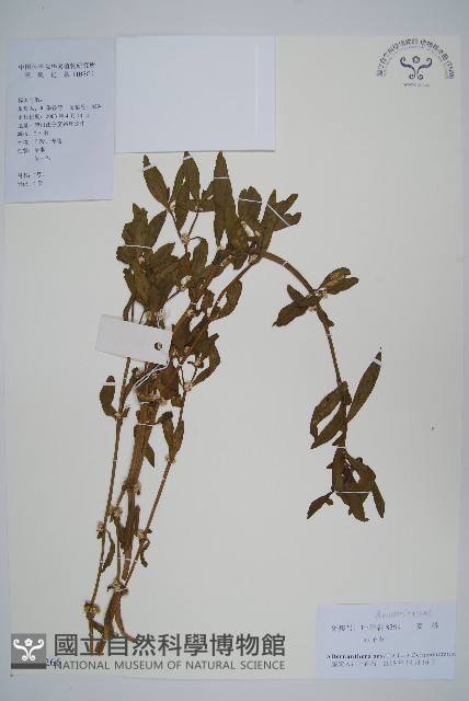 蓮子草藏品圖，第1張