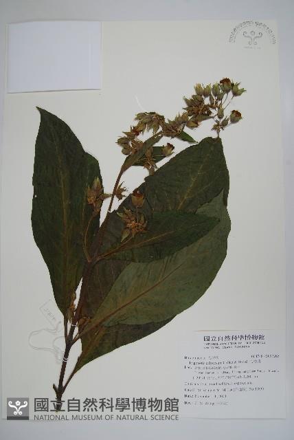 假酸漿藏品圖，第1張