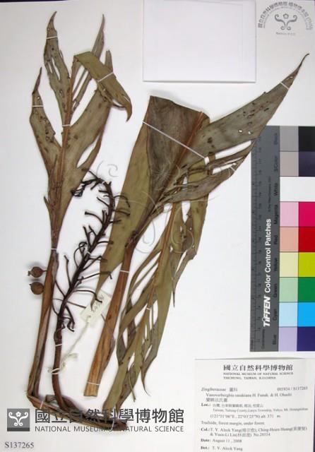 蘭嶼法氏薑藏品圖，第1張