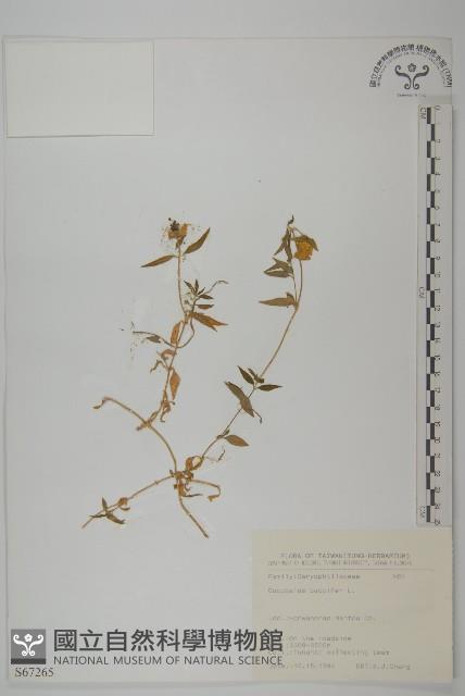 狗筋蔓藏品圖，第1張