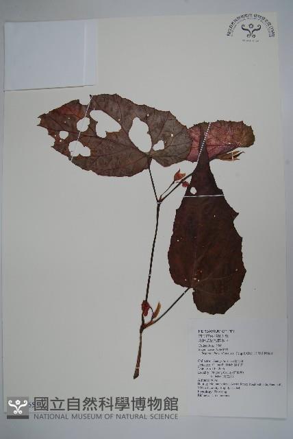 出雲山秋海棠藏品圖，第1張