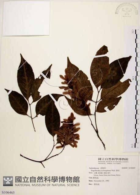 黃杞藏品圖，第1張