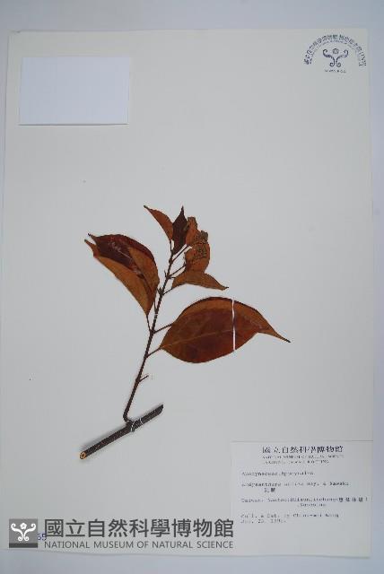 乳藤藏品圖，第1張