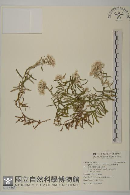 玉山抱莖籟簫藏品圖，第1張