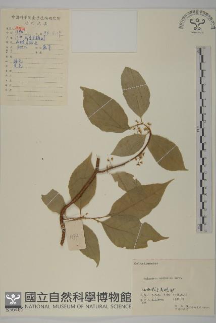 過山楓藏品圖，第1張