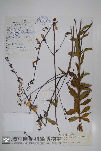 昆明沙參藏品圖，第1張