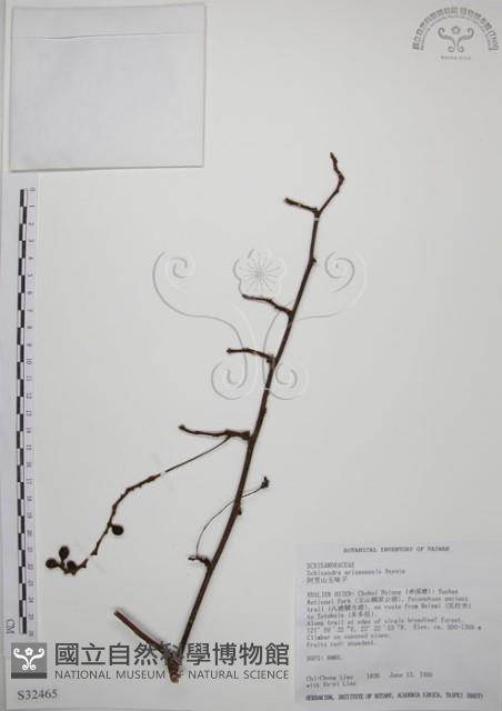 阿里山五味子藏品圖，第1張