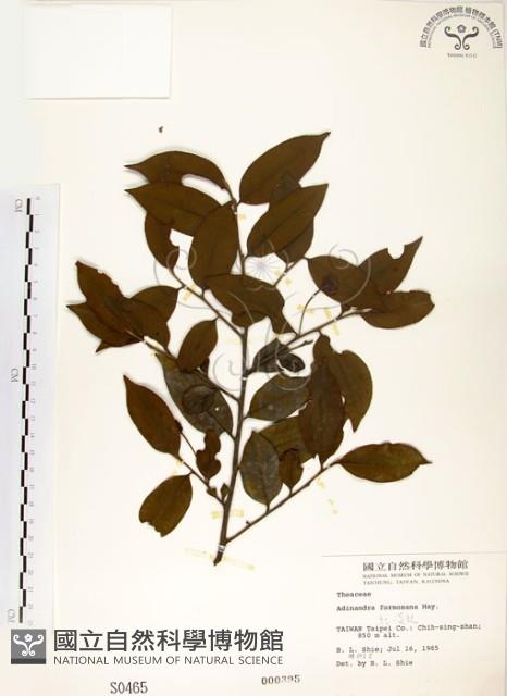 台灣楊桐藏品圖，第1張