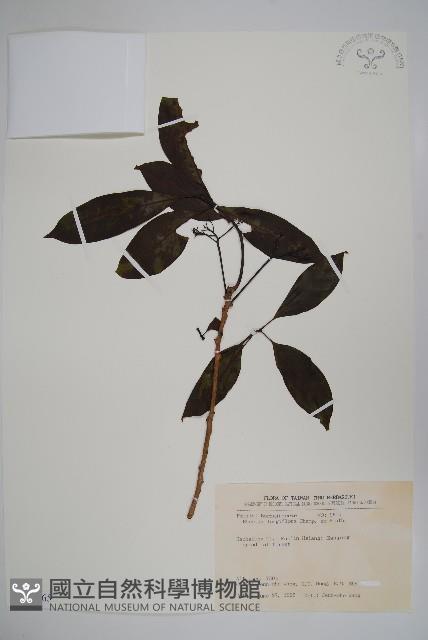 長花厚殼樹藏品圖，第1張