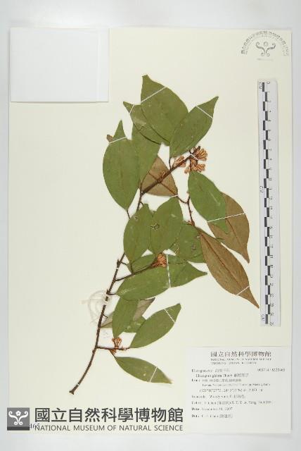 藤胡頹子藏品圖，第1張